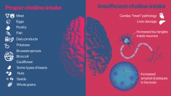 Proper choline intake vs insufficient choline intake